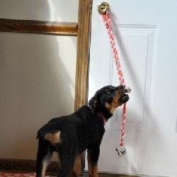 Dog Housetraining & Incontinence
