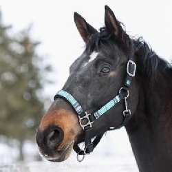 Horse Halters