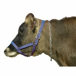 Cattle Collars