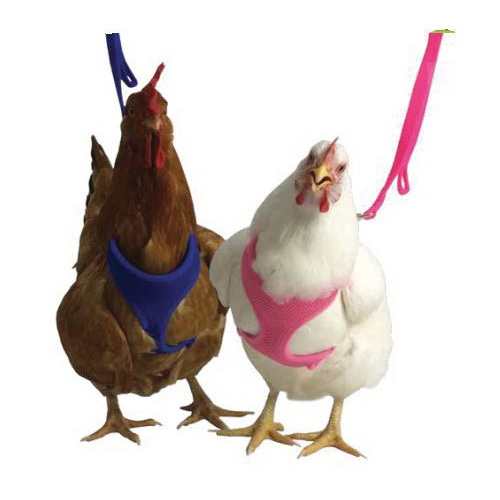 Poultry Leashes