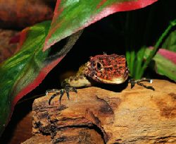 Reptile & Exotic Supplies