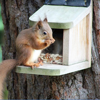 Squirrel Feeders & Food