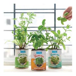 Herb Plants