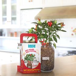 Vegetable Plants