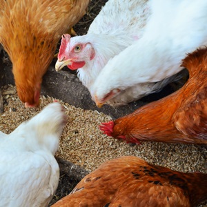 Poultry & Livestock