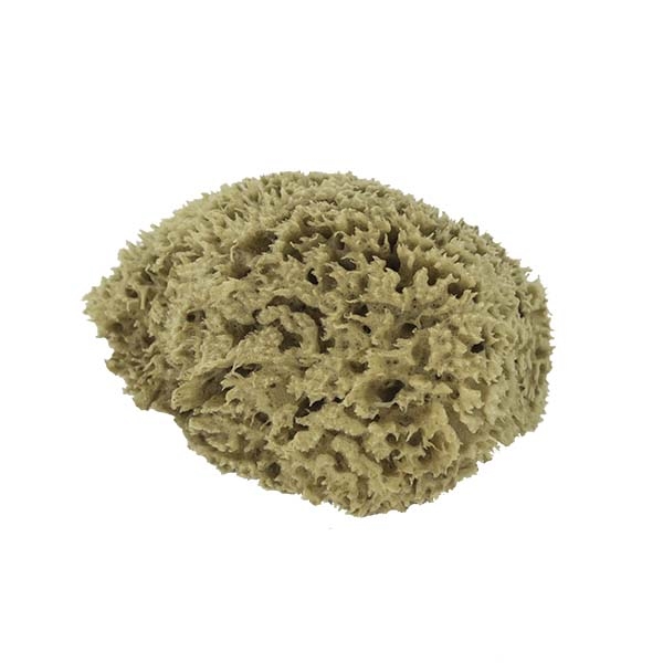 The Natural SW#1-5060C Seawool Sponge, 5 to 6 in L, Natural - 2