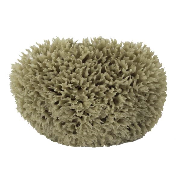 The Natural SW #1-7080C Sea Wool Sponge, 7 to 8 in L, Natural - 2