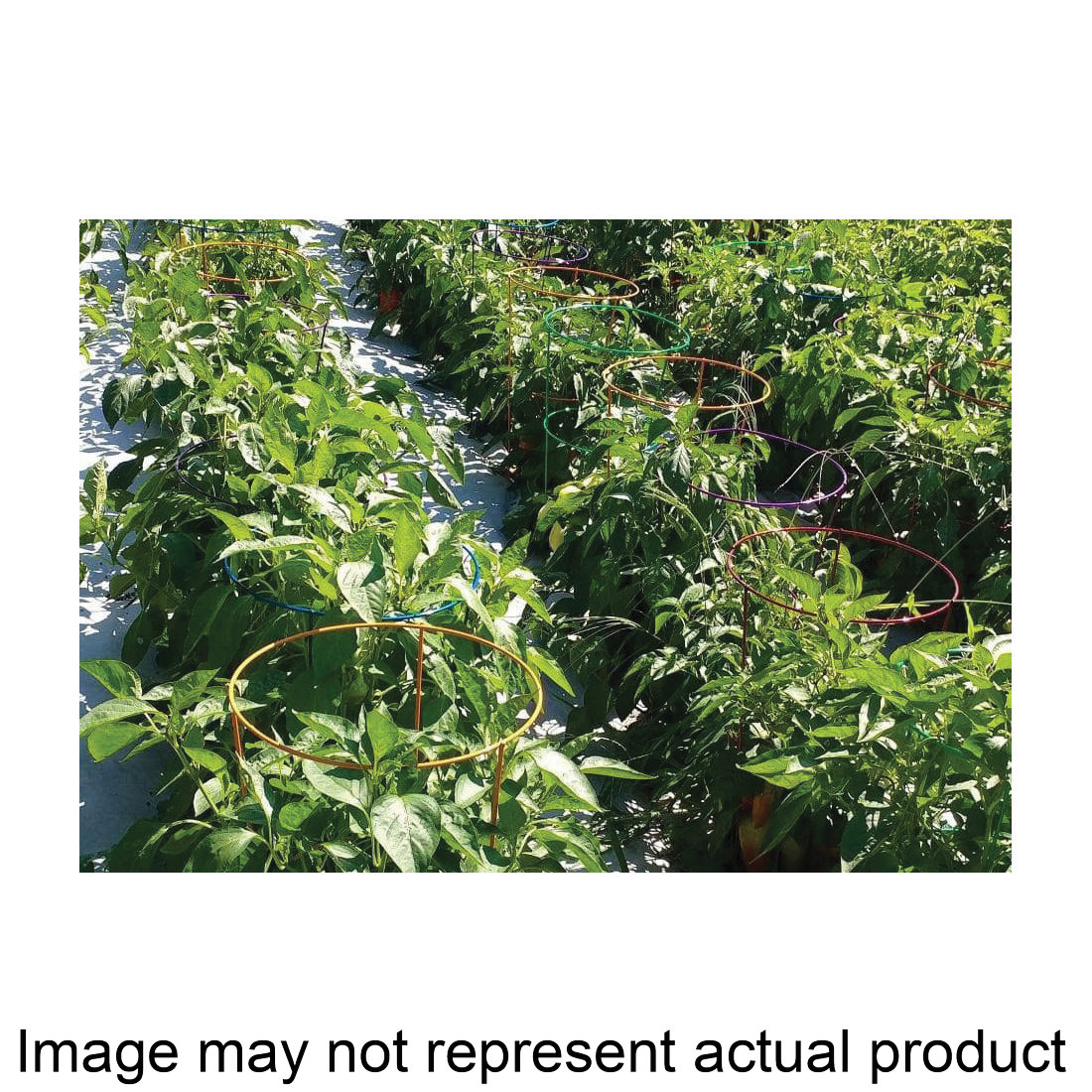 Image not found