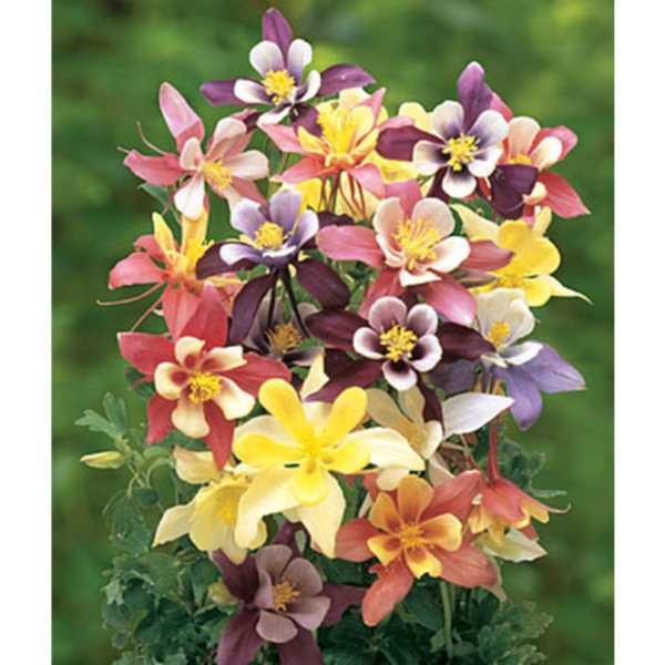 Burpee 38257A Flower Seed, 1 Pack