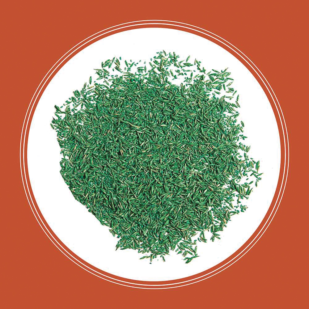 Pennington 100532463 Grass Seed, 1 lb Bag, 1000 sq-ft Coverage Area, Bermudagrass