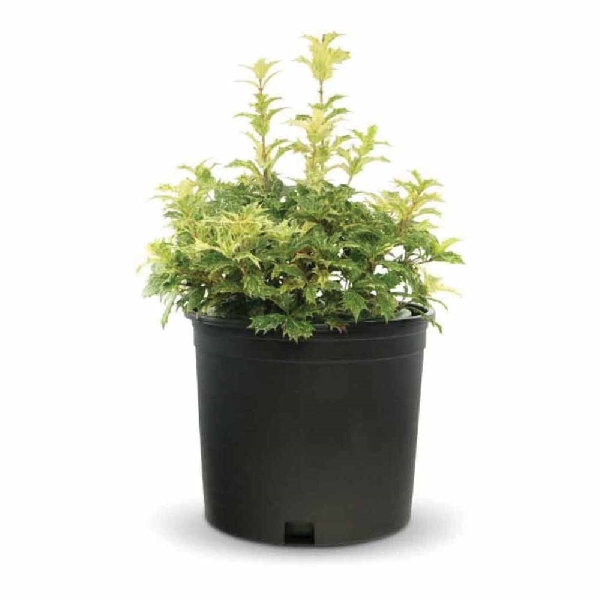 Pennington 100043114 Nursery Container, 17-5/8 in Dia, 16-3/4 in H, 16-3/4 in D, Black