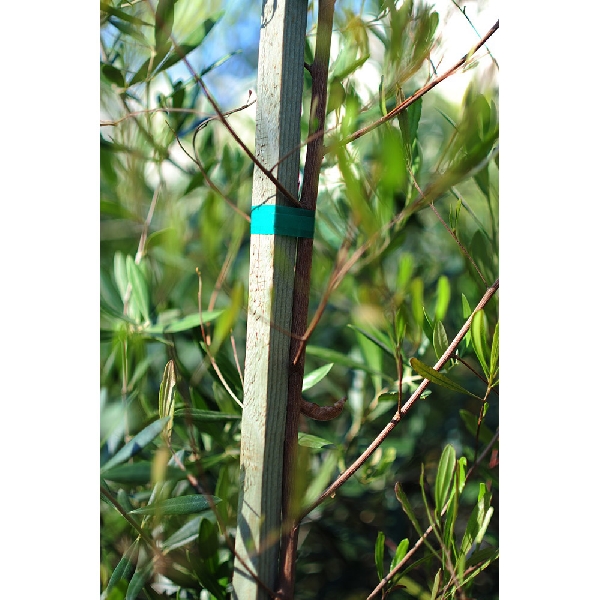 Plant Stretch Tie, Bond, Vinyl, 1in x 150ft, Green - 2