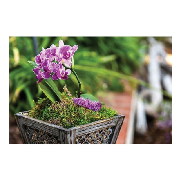 SuperMoss 21509 Preserved Sheet Moss, Fresh Green, 80-3/4 cu-in Bag