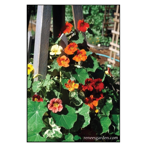 Renee's Garden 5044 Climbing Nasturtiums Seed, Tropaeolum Majus, Fall, Spring, Summer Bloom - 2