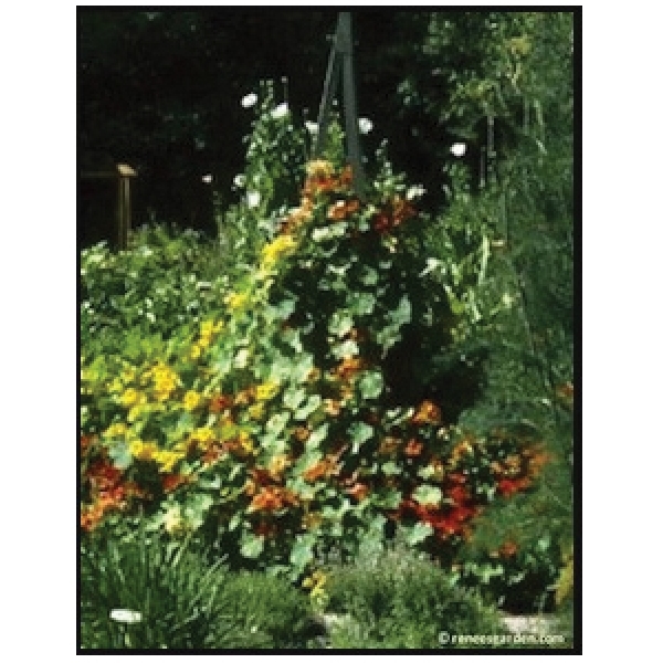 Renee's Garden 5044 Climbing Nasturtiums Seed, Tropaeolum Majus, Fall, Spring, Summer Bloom - 3