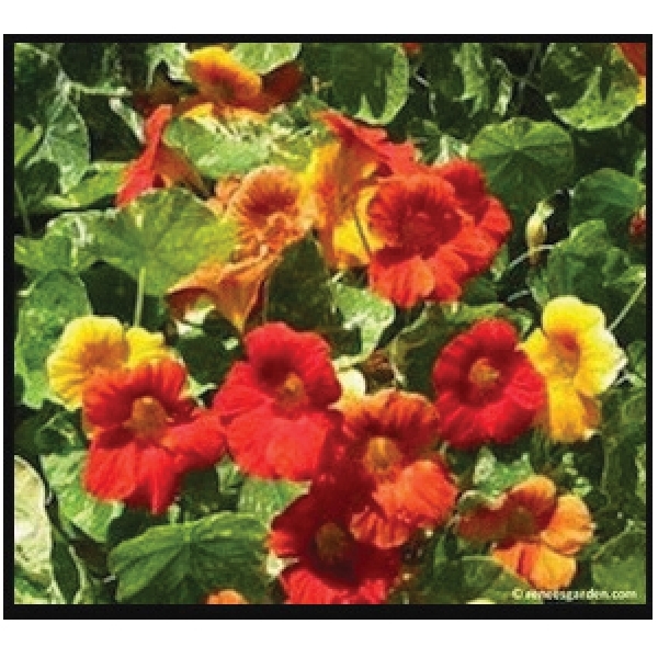 Renee's Garden 5044 Climbing Nasturtiums Seed, Tropaeolum Majus, Fall, Spring, Summer Bloom - 4