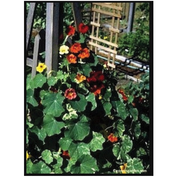 Renee's Garden 5044 Climbing Nasturtiums Seed, Tropaeolum Majus, Fall, Spring, Summer Bloom - 5