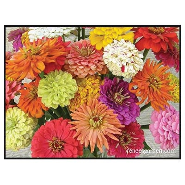 Renee's Garden 5073 Heirloom Zinnias Seed, Zinnia Elegans, April to June Planting, Fall, Summer Bloom - 2