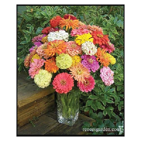 Renee's Garden 5073 Heirloom Zinnias Seed, Zinnia Elegans, April to June Planting, Fall, Summer Bloom - 3