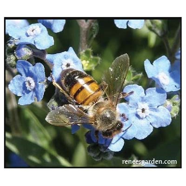 Azure Bluebirds' Forget-Me-Nots