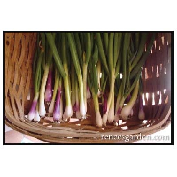 Renee's Garden 5157 Salad Scallions Seed, February to June, July to August Planting, 500 Pack - 3