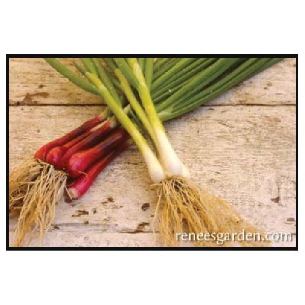 Renee's Garden 5157 Salad Scallions Seed, February to June, July to August Planting, 500 Pack - 4