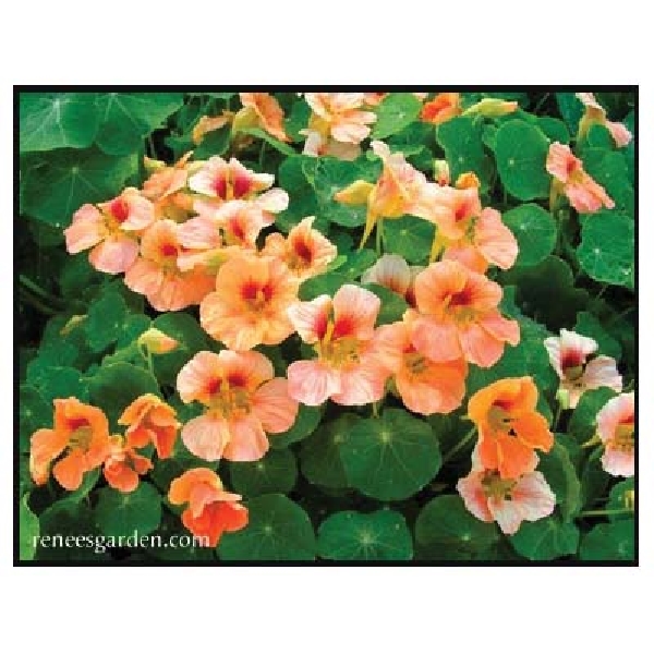 Renee's Garden 5303 Hummingbird Nasturtiums Seed, Tropaeolum Majus, Fall, Spring, Summer Bloom - 3