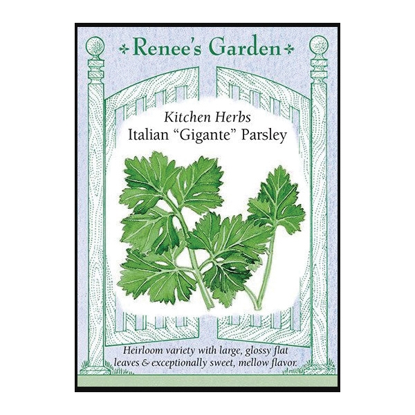 Renee's Garden 5490 Italian “Gigante” Parsley Seed, Petroselinum Crispum, August to October, February to May Planting - 1