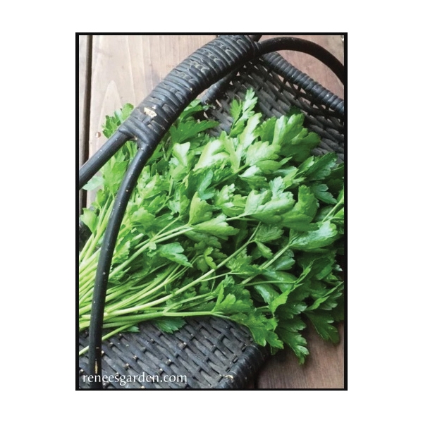 Renee's Garden 5490 Italian “Gigante” Parsley Seed, Petroselinum Crispum, August to October, February to May Planting - 3