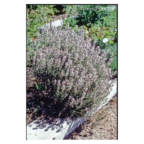 Renee's Garden 5505 French Thyme Seed, Thymus Vulgaris, February to June Planting, 1000 Pack - 2