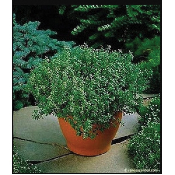 Renee's Garden 5505 French Thyme Seed, Thymus Vulgaris, February to June Planting, 1000 Pack - 3