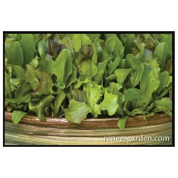 Renee's Garden 5650 Baby Mesclun Lettuces Seed, February to September Planting, 2000 Pack - 2