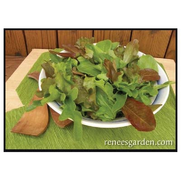 Renee's Garden 5650 Baby Mesclun Lettuces Seed, February to September Planting, 2000 Pack - 3