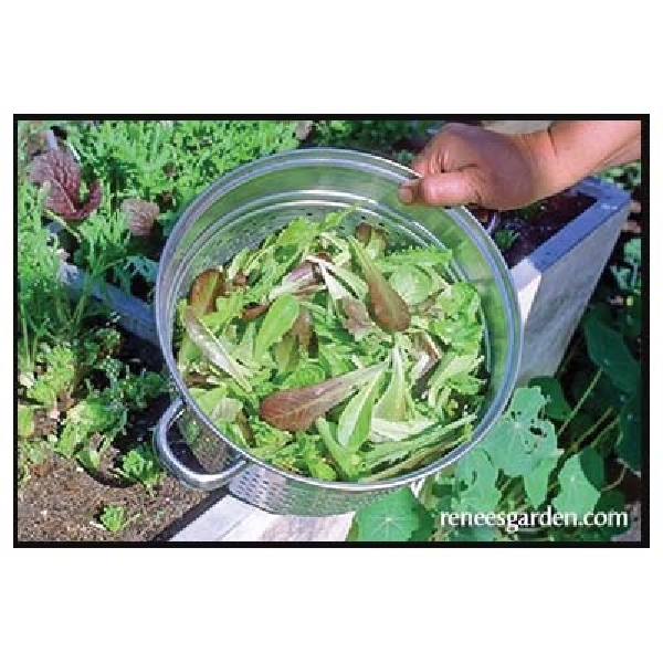 Renee's Garden 5650 Baby Mesclun Lettuces Seed, February to September Planting, 2000 Pack - 4