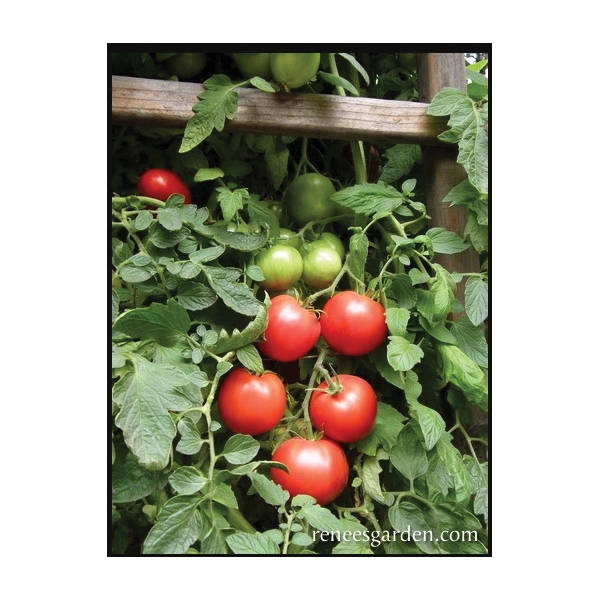 Crimson Carmello Seed, Renee's Garden, April to June Outdoor, February to March Indoor Planting, 20 to 25 Pack - 2
