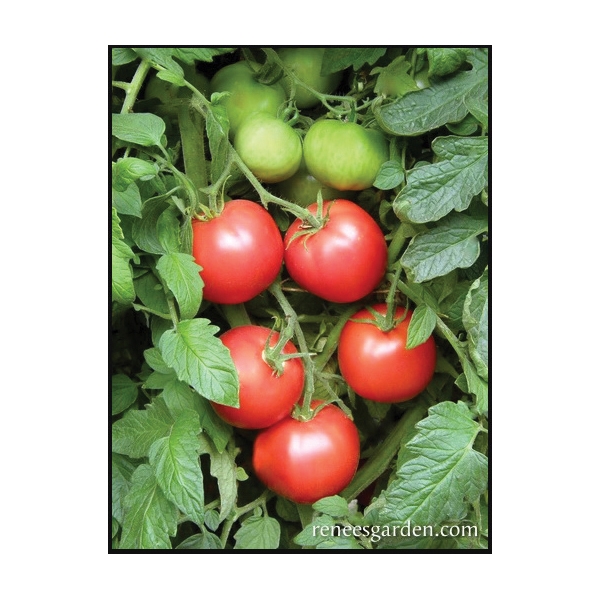 Crimson Carmello Seed, Renee's Garden, April to June Outdoor, February to March Indoor Planting, 20 to 25 Pack - 4
