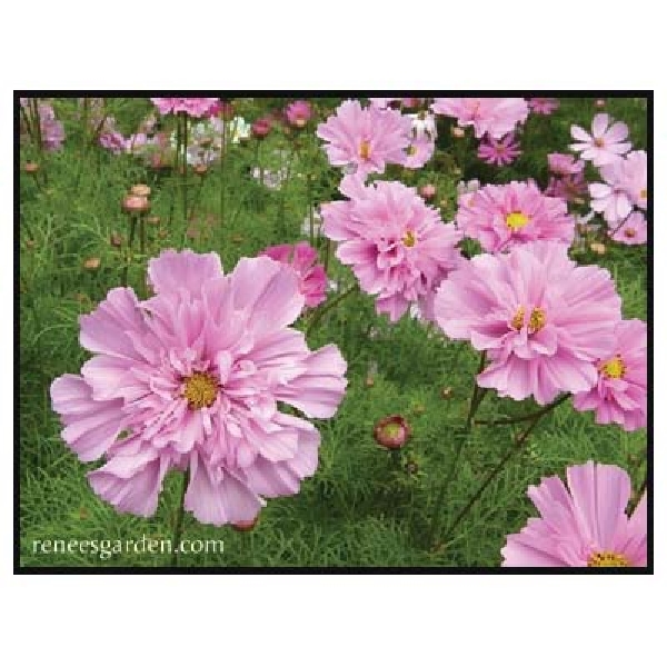 Renee's Garden Double Butterfly Cosmos Seed - Thumbnail 5
