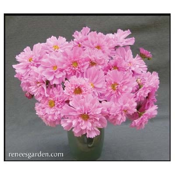 Renee's Garden Double Butterfly Cosmos Seed - Thumbnail 4