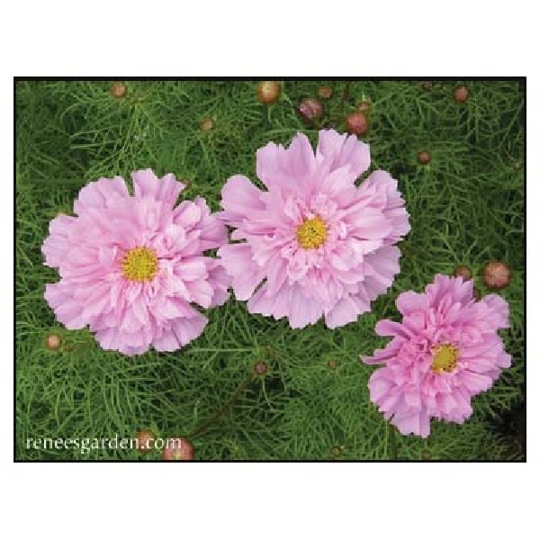 Renee's Garden Double Butterfly Cosmos Seed - Thumbnail 2
