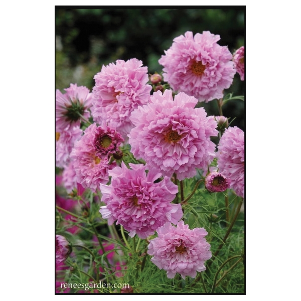 Renee's Garden Double Butterfly Cosmos Seed