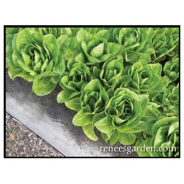Renee's Garden 5931 Container Lettuce Seed, April to June, February to September Planting, 550 Pack - 2