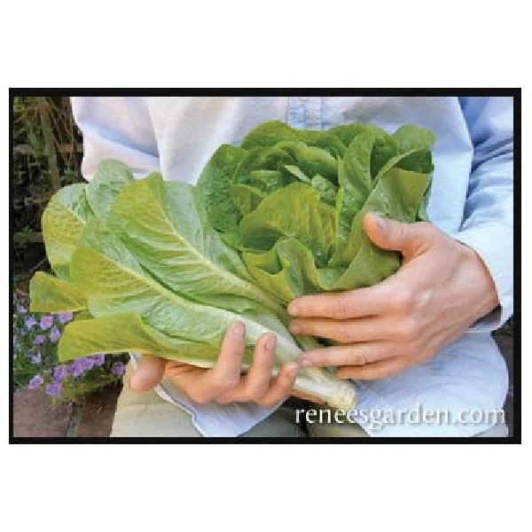Renee's Garden 5931 Container Lettuce Seed, April to June, February to September Planting, 550 Pack - 3