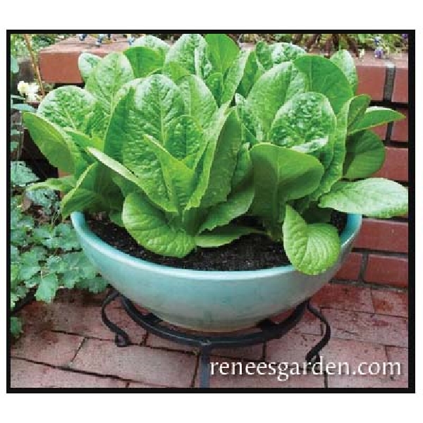Renee's Garden 5931 Container Lettuce Seed, April to June, February to September Planting, 550 Pack - 4