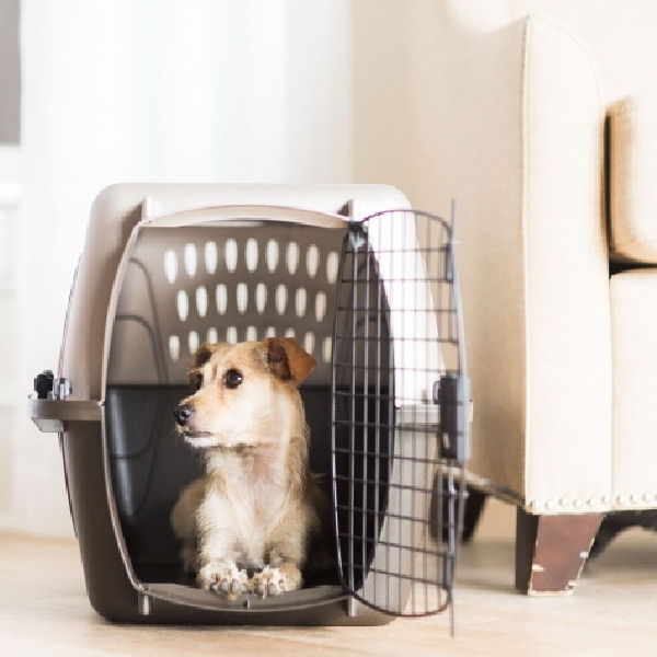 Petmate 21225 Two-Door Top Load Carrier, 12.8 in W, 10 in H, Plastic/Steel, Coffee Grounds/Pearl White