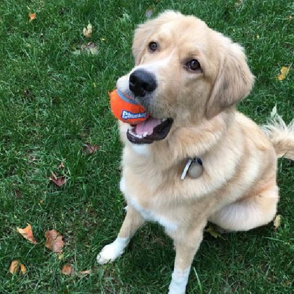 Chuckit! 07101 Dog Toy, Ball, S, Rubber, Blue/Orange, 2 in Dia