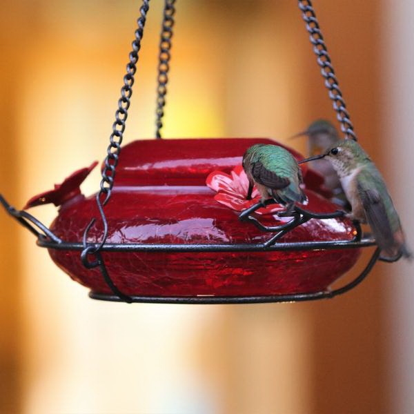 Nature's Way MHF4 Bird Feeder, Modern, 18 oz, Nectar, 3-Port/Perch, Glass, Red, 2-1/2 in H, Hanging Mounting