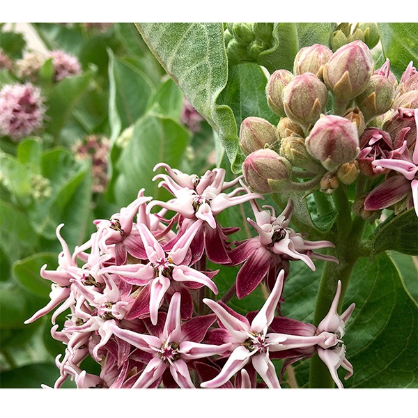 Botanical Interests 1320 Flower Seed, Milkweed, Butterfly Flower Seeds, Asclepias Speciosa, Summer Bloom