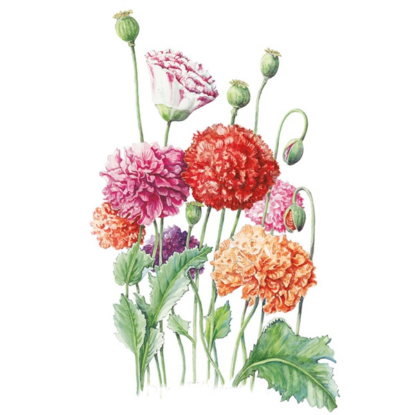 Botanical Interests 1231 Flower Seed, Peony Poppy Seeds, Papaver Somniferum, Late Spring Bloom, Multi-Color Bloom