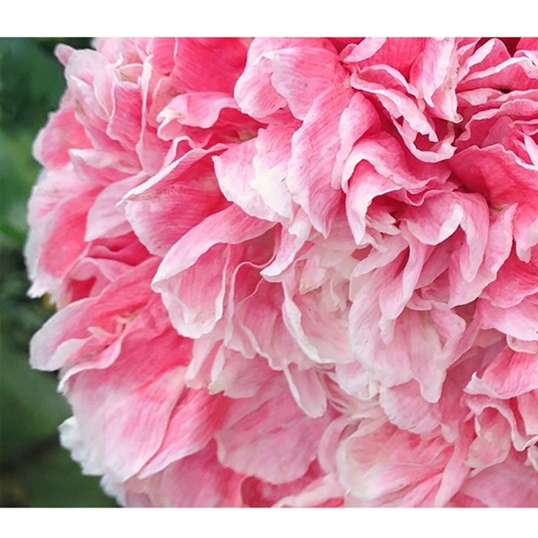 Botanical Interests 1231 Flower Seed, Peony Poppy Seeds, Papaver Somniferum, Late Spring Bloom, Multi-Color Bloom
