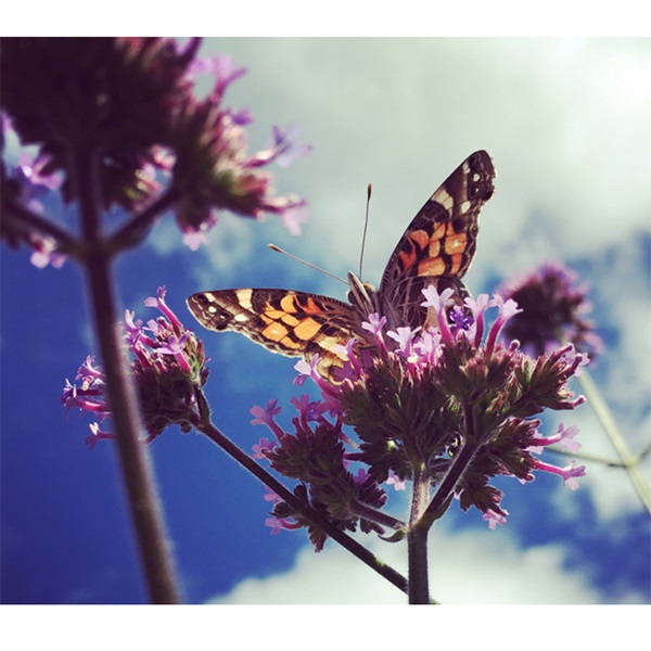 Botanical Interests 1192 Flower Seed, Brazilian Vervain Verbena Seeds, Verbena Bonariensis, Summer to Frost Bloom